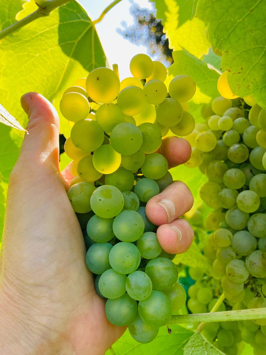 ⚠️VENDANGES du SOLARIS !
CE SAMEDI 30 AOÛT
à 9h ! ☀️☀️☀️
Pour une organisation optimale, PRÉVENEZ NOUS si vous venez ! ♥️

#vendanges #solaris #dalaheimcastellum