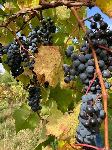 Et voilà, depuis hier les vendanges sont terminées ! 😃😃😃❤️🌱🍇
Que dire de cette année extraordinaire !?

- Bcp plus simple que l’année passée.
- Une sacré quantité de raisin avec un taux de sucre et une acidité superbe.
- Des super rencontres avec les bénévoles vendangeurs.

Voilà maintenant tous à la cave. Quand le raisin est cueillis, il faut le travailler. C’est donc ce qu’on va faire. 😊
Un énorme merci à ma famille et mes amis.
Merci aussi à Gentiane et Freddy qui sont toujours là pour aider à tailler, cueillir, presser,
Etc etc
Sans eux l’aventure du vignoble et de ce qui entourent le vignoble n’existerait pas.

Bisou du chai et à très bientôt pour des nouveaux événements !!! 😘😃

#vinbelge #finitlesvendanges #vinnature #vendangesmanuelles #bio