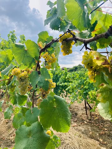 Les raisins se préparent doucement pour les vendanges et c’est beau!
On se retrouve le 30 Août pour nos portes ouvertes. ♥️ Bienvenue à tous pour la découverte de nos dernières cuvées !

#dalaheimcastellum #vignoble #vignoblebelge #portesouvertes #vinnature