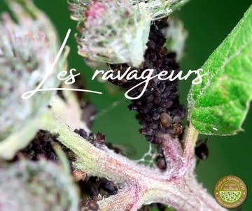 Comment lutter contre les ravageurs en agriculture BIO? 🐛🐜🐞

Pauline nous explique💚