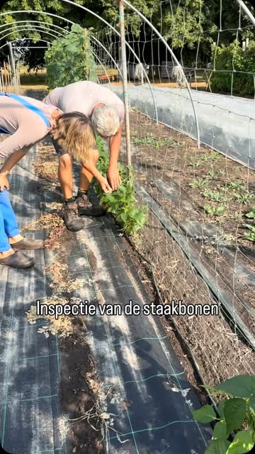 Staakboontjes…