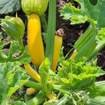 Vorige week verscheen deze titel in de media: "Aldi en Colruyt roepen courgettes terug". Reden? Teveel heptachloor. Een bestrijdingsmiddel dat sinds 1978 verboden is. Verboden omwille van mogelijke leveraantasting en mogelijks kankerverwekkend. En dat er wordt gezegd "dat er toch weinig gezondheidsrisico's mee gepaard gaan", dan zuchten we heeeeel diep...
Gelukkig kunnen wij wel zeggen😁: onze leden zijn hélemaal safe en zullen zich over zo'n nieuws nooit zorgen moeten maken. Want wij werken BIOLOGISCH🥳. Wij delen ons veld mét de natuur. Wij gaan respectvol om met bodem, leven, biodiversiteit én onze zaden❤️. Helemaal puur natuur.
Lang leve bio-logische-landbouw🙌