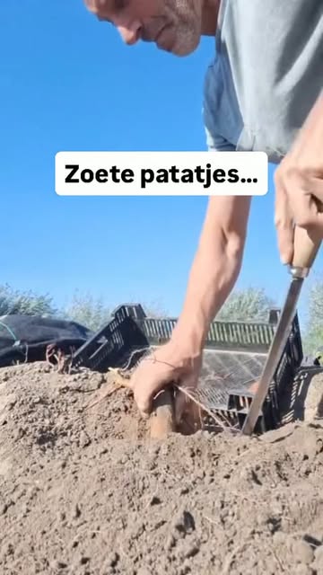 Hoera zoetje patatjes!