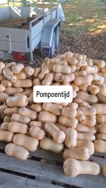 Als het pompoenseizoen is…