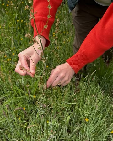 For me foraging is a way of looking at the landscape differently. As a geographer I’m used to thinking about how people, places and environments shape one another, but foraging makes that relationship feel much more tangible. It’s impressive to realise how much food grows around us that we never learn to recognise.

We’re used to such a narrow flavour palette from the supermarkets, while nature offers so much more to taste and discover. Spending summers in Finland has also given me a different perspective, where making use of what the landscape provides is deeply rooted in tradition, with knowledge passed down through generations.

During a wildpicking workshop with @natalieschrauwen , together with @bloesem.restaurant and @bistro.rocco , I was reminded of just how much there is to explore here in Belgium too, from herbs and flowers to roots, fungi and seaweeds.

A reminder to look at familiar landscapes with a little more curiosity!