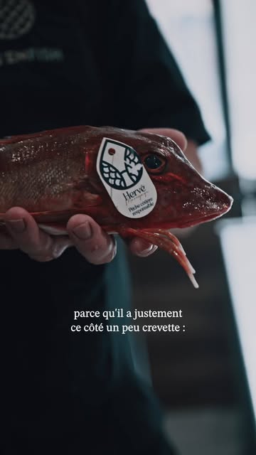 𝗣𝗼𝗶𝘀𝘀𝗼𝗻 𝗱𝗲 𝘀𝗮𝗶𝘀𝗼𝗻 : 𝗹𝗲 𝗴𝗿𝗼𝗻𝗱𝗶𝗻 🐟

Le grondin. Une drôle de tête, un goût qui va te surprendre. 🐟

C'est LE poisson qu'on adore te faire découvrir : mal-aimé, souvent boudé, alors qu'il cache une chair ferme, savoureuse, et un rapport qualité-prix qui fait mouche. En soupe, il est roi. Poêlé ou rôti, il tient tête aux plus nobles. Et en ce moment, il est de saison.

C'est tout l'intérêt de passer nous voir : on ne te vend pas juste ce que tu connais déjà, on te pousse gentiment vers des pépites que tu n'aurais jamais osé mettre dans ton panier.

La prochaine fois, laisse-toi tenter. Passe Av. Joseph Abras 113 à Belgrade et demande-nous comment le cuisiner, on adore ça.

#OnSenFish #Grondin #Namur #Belgrade #ArtisanPoissonnier #PoissonnerieArtisanale #FoodNamur #PoissonDeSaison #ConseilPoisson #MangerLocal

— 𝗢𝗻 𝗦'𝗲𝗻 𝗙𝗶𝘀𝗵 · 𝗣𝗼𝗶𝘀𝘀𝗼𝗻𝗻𝗲𝗿𝗶𝗲 𝗮𝗿𝘁𝗶𝘀𝗮𝗻𝗮𝗹𝗲 · 𝗡𝗮𝗺𝘂𝗿
📍 𝗔𝘃. 𝗝𝗼𝘀𝗲𝗽𝗵 𝗔𝗯𝗿𝗮𝘀 𝟭𝟭𝟯 — www.onsen.fish

#OnSenFish #ArtisanPoissonnier #PoissonnerieNamur #DécouvrezLaMerAutrement