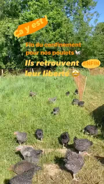 Ce samedi 14 mai, le confinement obligatoire des volailles a été levé. C’est le moment de retourner en plein air pour nos poulets adorés 🤩🐓