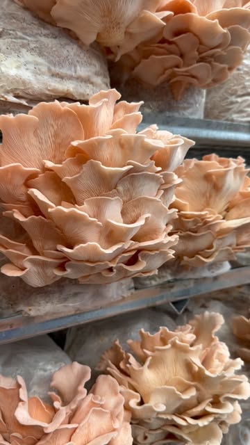 It’s getting hot in here… 🔥

Het ideale klimaat voor onze roze oesterzwam 💖🍄

Bak hem krokant als spekjes bij je salade, of als sappige steak op de BBQ. Een echte zomerfavoriet! ☀️

Dit is onze laatste week op de markt voor de zomerstop. Kom dus zeker nog je laatste zwammen halen vandaag in onze farm shop of dit weekend in Drongen of Gent-Sint-Pieters 🙌

Bestellen voor je horecazaak of winkel kan nog via @koolmees_bioboerderij Laatste bestellingen worden zondag om 20u afgesloten.

Vanaf juli gaat de kwekerij even in zomerrust. We zien je met veel plezier terug in september! 🍄🍂

#korteketen #paddenstoelen #farmtotable