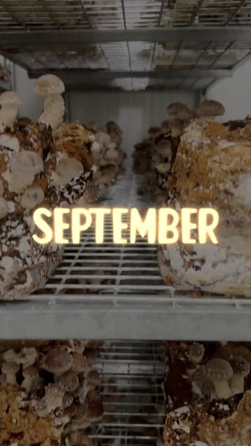 🍄 Nog 1 keer slapen… en dan zijn de eerste Shiitakes klaar! 🤗

Kom ze alvast vers halen in onze farm shop op dinsdag 1 september vanaf 14u!

📍 Waar vind je onze paddenstoelen nog?

• Vanaf vrijdag terug bij @devroente , @ohne.gent & @ricolab_antwerp
• Dit weekend ook op Drongen markt en de Biomarkt Gent-Sint-Pieters
• Alle verkooppunten vind je op onze site — link in bio 🔗

Tot dan! 🍄❤️

#korteketen #shiitake #farmtotable #bio