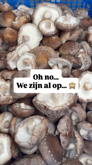 Oh no… 😱 Onze eerste oogst ging sneller de deur uit dan verwacht!

Maar geen paniek… volgende week zijn Shiitakes, eryngii & Lion’s Mane weer van de partij! 🍄✨

Nog efkes geduld en dan zien we elkaar terug op de markt. Vanaf 12 september mag je ons opnieuw verwachten op Drongen Markt én de Biomarkt Gent-Sint-Pieters.

Tot dan! 🍄❤️

#korteketen #paddenstoelen #oeps #bio