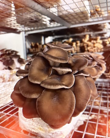 Morgen in de Farm Shop….

Geen schatkaart nodig. Deze Black Pearl groeit gewoon hier om de hoek. Stevige oesterzwammen met een diepe kleur en een rijke smaak die zowel in de wok als bij pasta of een romig gerecht tot hun recht komen. Klein beetje zout, beetje vuur, klaar is je luxe weekdagdiner.

#BlackPearlOesterzwam #farmtotable #fungilove