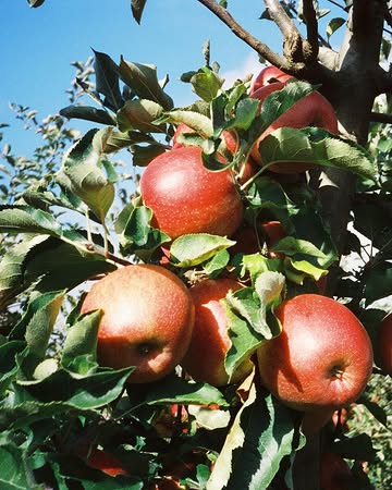 Het nieuwe appelseizoen van De Fruittuin ging van start! #Throwback naar onze teamdag vorig jaar: plukken, karameliseren en kamperen!
🍎💚
La nouvelle saison des pommes de De Fruittuin a commencé ! #Throwback sur notre journée d'équipe de l'année dernière : cueillette, caramélisation et camping !

Merci Gaia & Lukas!