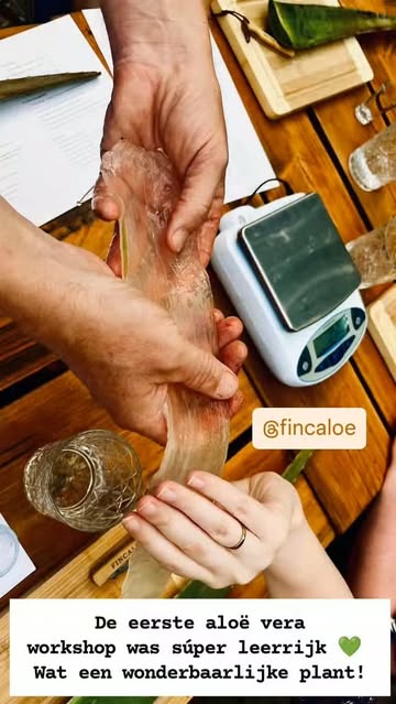 Volgende editie: zondag 27 september 💚

Inschrijven via:
shop.fincaloe.eu/products/aloe-vera-travel-kit

#fincaloe #aloeveraworkshop #plantaardig #vegangent #ondernemeningentiswijs
