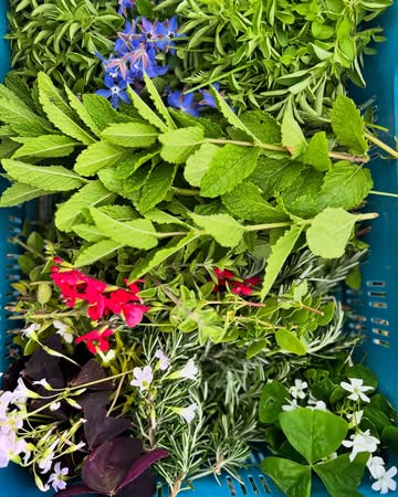 De kleuren van de natuur.
Meer hebben we niet nodig.

#permacultuur #growyourownveggies @ilsevanack @verschilfarmtotable