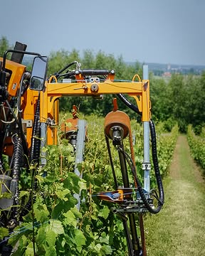 𝐖𝐞𝐫𝐤 𝐢𝐧 𝐝𝐞 𝐰𝐢𝐣𝐧𝐠𝐚𝐚𝐫𝐝 ☀

Wat een weertje de voorbije weken! Terwijl wij puffen en zweten onder de warme zonnestralen, ondergaan onze wijnstokken een groeispurt.

Takken schieten de hoogte in, het bladerdek wordt steeds voller en onze trosjes ontwikkelen zich volop.

Laat die zon maar schijnen!