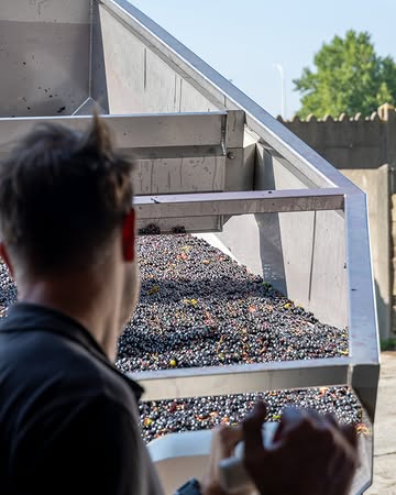 𝐃𝐞 𝐞𝐞𝐫𝐬𝐭𝐞 𝐢𝐧 𝐝𝐞 𝐫𝐢𝐣: 𝐀𝐜𝐨𝐥𝐨𝐧 🍇

De vroegrijpe, blauwe Acolondruif is traditioneel het eerste druivenras dat we oogsten. Volle karren kwamen onze productie binnengereden.

De basis voor onze Mon Rouge, rode wijn, is gelegd!