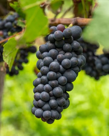 𝐎𝐧𝐳𝐞 𝐏𝐢𝐧𝐨𝐭 𝐍𝐨𝐢𝐫 𝐯𝐞𝐫𝐫𝐚𝐬𝐭 𝐝𝐢𝐭 𝐣𝐚𝐚𝐫. 🍇

Voorgaande jaren was onze Pinot Noir traditioneel het laatste druivenras dat we oogstten. Deze trossen hebben 𝐡𝐞𝐞𝐥 𝐰𝐚𝐭 𝐳𝐨𝐧 𝐧𝐨𝐝𝐢𝐠 om mooi af te rijpen en laten we daarom ietsje langer in de wijngaard hangen.

Maar dit jaar was helemaal anders! Door het warme voorjaar en de zonovergoten zomer waarop we getrakteerd werden, 𝐭𝐨𝐨𝐧𝐝𝐞 𝐝𝐞 𝐏𝐢𝐧𝐨𝐭 𝐍𝐨𝐢𝐫 𝐳𝐢𝐜𝐡 𝐯𝐫𝐨𝐞𝐠𝐫𝐢𝐣𝐩!

Dat belooft! 🍷