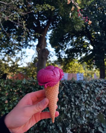We hebben ze gelukkig niet allemaal zelf opgegeten…. Ons bramen-ijs is terug! Gemaakt van onze eigen braambessen, daardoor gelimiteerd.

Nog meer zomers geluk is de hulp van onze 2 Erasmus studenten op de boerderij. Elena en Mariella draaien 6 weken op volle toeren, met heel veel enthousiasme! We hadden ons geen betere hulp kunnen wensen.

Deze week leerden ze zelfs onze huisgemaakte Pastel de Nata maken.

#vlaamseardennen #biologisch #geiten #ijs #oostvlaanderen