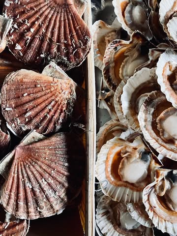 Handgedoken coquilles,
Coraille aïoli,
Baarden jus samen met zwarte rijst & pompoen.

———

Coquilles Saint-Jacques plongées à la main,
aïoli de corail,
jus des barbes, riz noir et potimarron.