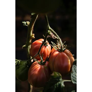 Onder een stralende zomerzon maakt Steven Desair - Ceci Est Passata - smaakvolle Passata. De tomaten worden geplukt bij Dries Delanote van Le Monde des Mille Couleurs en bij Mattias Platevoet van De Blauwe Spie.
Zon en smaak in een fles.
.
.
.
@ceciestpassata @mondedesmillecouleurs @de_blauwe_spie
#metliefdegemaakt #reportage #libellelekker