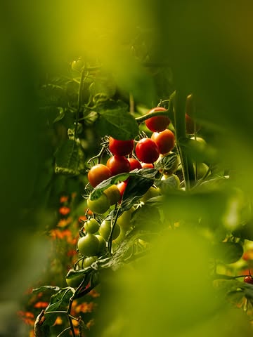 Dans le potager de @terres_gourmandes_potagers , il y a comme un petit air d’été… 🍅

Des tomates gorgées de soleil, cultivées avec soin et cueillies à maturité.

À retrouver dès maintenant dans notre nouveau menu chez Hors-Champs 🌿

📸 @mathy.julien