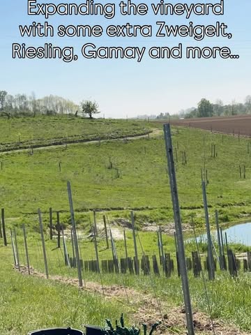🍇 We planted more grapevines in the vineyard
🍇 and we continue to experiment with different trellis systems;
🍇 grapevines along high-stem fruit trees in the orchard
🍇 and a pergola system.
🍇 The plan is to create a ‘wine playground’. Genetically diverse. There are already more than 15 different grape varieties planted, in a range of clones (including sélection massale), combined with different rootstocks.
#belgianwine #belgiancider #regeneratievelandbouw