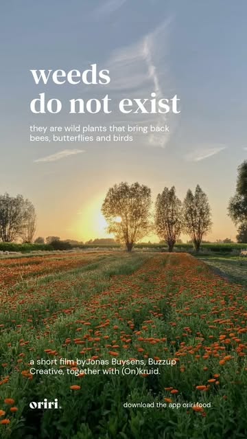 weeds do not exist. they are wild plants that bring back bees, butterflies and birds.

how do you save something that is vanishing faster than you can grow it? in lievegem, brecht, torsten and anthony answer with seeds. wildflowers sown, harvested and turned into tea, so the recovery of the field pays for itself. on the farm, 204 moth species have been counted by now, and a kestrel appeared after one summer.

wildflowers is a short film about (on)kruid. watch it and read the full story on oriri. download the app at oriri.food. more about (on)kruid: www.on-kruid.be

a film by jonas buysens, @buzzupcreative , together with @on_kruid.be

for the love of food.

#fortheloveoffood #wildflowers #biodiversity #regenerativefarming #onkruid