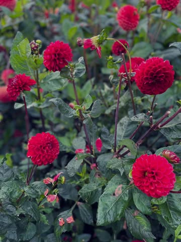 Mijn dahliaknollen gingen afgelopen weekend in de grond. Ik heb nog wat extra, naast die in mn vorige post, in de aanbieding. Van deze heb ik niet veel, op = op.

€ 3,90 per knol

PS: open dahlia’s houden niet lang in de vaas maar zijn wel fantastisch voor bijen 🐝