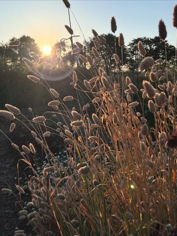 Naast de pluktuin die elke woensdag 17-20u en zondag 9-12u open is, zijn er dit najaar nog 4 bijzondere momenten.

* 20/9 — Ontmoet ons 🌿
Een gezellig marktje in Herk-de-Stad met lokale ondernemers. Een fijne plek om kennis te maken, rond te snuisteren en mijn kombucha te proeven.
ℹ️ @ontmoet_ons

* 26/9 — De Fermerie 🍎
Markt met lokale producten in Park Schoonhoven in Aarschot. Met live muziek, foodtrucks en ik sta er met mijn Stuif Kombucha.
ℹ️ @defermerieaarschot

* 11/10 — Flow Proef Pluk 🧘‍♀️🌸
Een bijzondere dag met vinyasa yoga, lunch, workshop kombucha maken en je eigen boeket plukken. Een fijne samenwerking met @studioyo.be in Assent en STUiF.
ℹ️ @anneleen.meurs

* 18/10 — Stoof 🍂🔥
Afsluiter van het plukseizoen. Nog één keer bloemen plukken, genieten in/van de tuin en samen het seizoen vieren @_stuif_

Vier verschillende momenten, met dezelfde rode draad: lokaal, vertragen, verbinden en genieten van wat groeit en gemaakt wordt.
Ik hoop je te zien 💚
