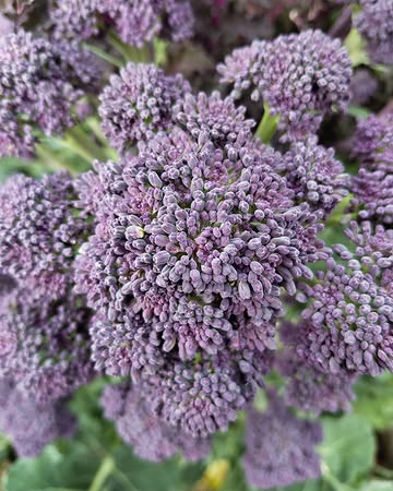 De kleine roosjes van de laatste paarse brocollischeuten zitten boordevol antioxidanten en hebben door de zachte zon van de afgelopen dagen een extra zoete finesse gekregen. Vanaf volgende week maken deze vitaminebommetjes definitief plaats voor het voorjaar.

Vandaag zwaaien we naar goede gewoonte onze deuren weer open voor de wekelijkse thuisverkoop. Iedereen is welkom tussen 10h en 18h. Op zaterdagochtend zijn we te vinden op de markt van Ieper.

🥬 Beschikbaar via onze webshop, de Koolmees en thuisverkoop op vrijdag.

#biologisch #bio #organic #vegan #healthyfood #healthyfoodie #plantbased #farm #freshingredients #sustainablefarming #localfood #bioboer #duurzamelandbouw #farmtotable #korteketen #lokaal #rechtvanbijdeboer #chefspecial #duurzaam #ieper #oostende #brugge #kortrijk #nieuwpoort #knokke #gent