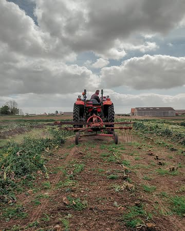 Afscheid nemen is altijd een beetje moeilijk. Toch is het opruimen van het kolenveld een belangrijke stap die grondig moet gebeuren. Achterblijvende resten kunnen ervoor zorgen dat knolvoet zich in de bodem nestelt. Dit is een hardnekkige schimmelziekte die het wortelgestel van planten fataal mistvormt. Beter voorkomen dan genezen dus!

🥬 Morgen thuisverkoop van 10h tot 18h. Zaterdagochtend te vinden op de markt van Ieper.

#biologisch #bio #organic #vegan #healthyfood #healthyfoodie #plantbased #farm #freshingredients #sustainablefarming #localfood #bioboer #duurzamelandbouw #farmtotable #korteketen #lokaal #rechtvanbijdeboer #chefspecial #duurzaam #ieper #oostende #brugge #kortrijk #nieuwpoort #knokke #gent