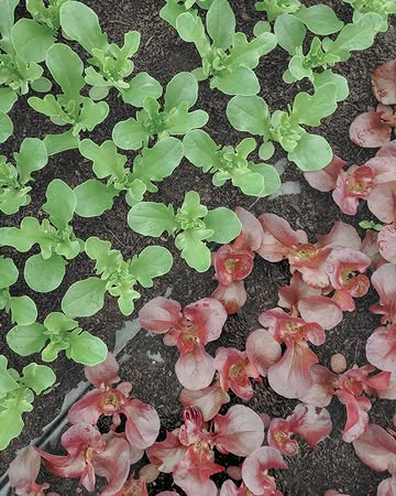 Enkele jonge sla plantjes die geduldig wachten om uitgezet te worden. Rond deze periode ligt de grond klaar en is het telkens uitkijken naar het juiste moment om met het team uit te planten. Hoewel het buiten wat frisser is dan goed, hebben we de gevraagde regen met open armen ontvangen en kunnen we hopelijk in een rechte lijn naar het zomerseizoen. Alle hens aan dek!

🥬 Volgende vrijdag opnieuw thuisverkoop, bij voorkeur in de voormiddag & zaterdagochtend op de markt in Ieper.

#biologisch #bio #organic #vegan #healthyfood #healthyfoodie #plantbased #farm #freshingredients #sustainablefarming #localfood #bioboer #duurzamelandbouw #farmtotable #korteketen #lokaal #rechtvanbijdeboer #chefspecial #duurzaam #ieper #oostende #brugge #kortrijk #nieuwpoort #knokke #gent

collaborators: demeter_de, demeter_nl