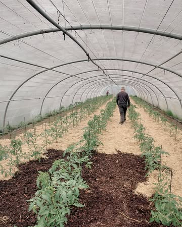 Dit jaar een vroege start voor onze tomaten. Stro, het restproduct van de speltoogst van afgelopen jaar, wordt gebruikt als mulch om de ondergrond te beschermen tegen uitdroging en onderdrukking van het onkruid. Full circle met het spelt dus. Voor positieve effecten op de organische stofbalans van de bodem zal het stro dan later ingewerkt worden. We hopen de eerste eigen tomaten zeker te kunnen leveren voor eind juni. Bestellingen kunnen reeds telefonisch doorgegeven worden.

🍅 Volgende vrijdag opnieuw thuisverkoop, bij voorkeur in de voormiddag & zaterdagochtend op de markt in Ieper.

#biologisch #bio #organic #vegan #healthyfood #healthyfoodie #plantbased #farm #freshingredients #sustainablefarming #localfood #bioboer #duurzamelandbouw #farmtotable #korteketen #lokaal #rechtvanbijdeboer #chefspecial #duurzaam #ieper #oostende #brugge #kortrijk #nieuwpoort #knokke #gent

collaborators: demeter_de, demeter_nl