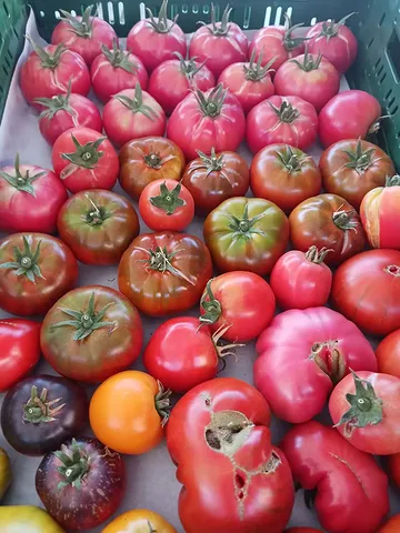 🍅 Daar zijn ze... onze eerste biodynamische tomaten.

Na maanden van zorg, geduld en groeien op het ritme van de natuur zijn de eerste tomaten eindelijk rijp. Vol smaak, puur en eerlijk, zoals de natuur het bedoeld heeft.

Vandaag staan we met onze verse oogst op de zaterdagmarkt in Ieper. Lukt het niet om langs te komen? Dan kun je ook bestellen via onze webshop.

Recht van het veld, met liefde geteeld en met respect voor de natuur. We hopen dat jullie er evenveel van genieten als wij. Graag tot straks op de markt of online! 🌿🚜

Mattias en Adelheid

#biodynamisch #biofarm
#biomarkt #tomaten #zaterdagmarktieper