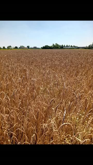 🌾 De spelt is geoogst! 🌾

Na maanden van groeien, gevoed door zon, regen en een gezonde bodem, is het moment eindelijk daar. Met veel zorg hebben we onze biodynamische spelt van het land gehaald. Elke oogst vertelt het verhaal van samenwerken met de natuur, geduld hebben en vertrouwen op het ritme van de seizoenen.

En we hadden dit jaar vrolijke hulp op het veld! 🚜🌾 Onze kleine helpers genoten met volle teugen van het oogsten, ontdekten hoe graan van het land komt en staken op hun eigen manier enthousiast een handje toe. 💚

Nu begint de volgende stap: de spelt wordt verder verwerkt, zodat we er binnenkort weer heerlijke, pure producten van kunnen maken. We zijn dankbaar voor deze mooie oogst en kijken ernaar uit om die met jullie te delen. 💛

Een oprechte dankjewel aan alle helpende handen:
🌾 Marc Bleys
🌾 Loonwerk Spruytte
🌾 Bert Lippens
🌾 Bakkerij Decock
🌾 IJzerkotmolen

Samen maken we van elke oogst een mooi verhaal. 🌾🤎

#biodynamisch #spelt #oogst #vanhetland #puur duurzaam samensterk lokalevoeding