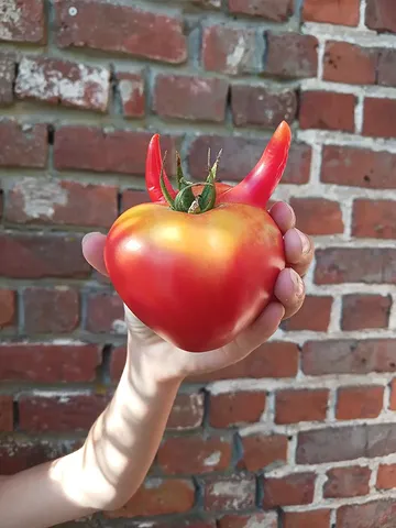🍅😈 Een tomaat met een duivels kantje…

Recht uit onze serre, met liefde en zorg geteeld volgens de principes van de biodynamische landbouw. 🌱✨

Puur natuur, en soms zorgt die natuur voor wel héél bijzondere vormen! ❤️

#biodynamisch #biodynamischelandbouw #tomaat #serreteelt #oogst puurnatuur