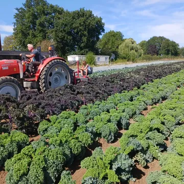 🥬 Er werd volop gewerkt tussen de boerenkool!

We waren druk bezig met het aanaarden van de boerenkool en het wieden tussen de rijen.
Zo geven we de planten de ruimte om sterk en gezond verder te groeien.

En we kregen daarbij extra hulp: ook de kinderen staken de handen uit de mouwen. 🌱💚
 Zo leren ze spelenderwijs waar ons eten vandaan komt en wat er allemaal komt kijken bij het telen van groenten.

Ook al is het nog zomer
Onze groene/paarse/ Russische/wilde boerenkool en palmkool zijn nu al verkrijgbaar.
De andere speciale kolen hebben nog wat tijd nodig om verder uit te groeien, net als onze savooikolen. Die laten we rustig verder groeien tot ze mooi op hun best zijn.
Biodynamisch geteeld, met aandacht voor een gezonde bodem, sterke planten en biodiversiteit.

🛒 Verkrijgbaar via
 https://shop.deblauwespie.be/webshop-choice Thuisverkoop
Zaterdagmartk Ieper
Koolmees

Vers van het veld, met veel handen en liefde geteeld. 💚

#boerenkool #biodymamisch #demeter ##biofarmer