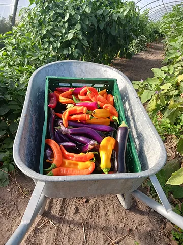 🍂 De herfst brengt nog volop kleur van eigen bodem!

In onze serre groeien nog volop pikante en niet pikante pepers, snack- en zoetpuntpaprika’s, aubergines en tomaten.
Geniet ervan zolang het nog kan!🌶🍆🍅

Op het veld zijn bieten, wortels, warmoes , koolbloemen ,boerenkolen sier/garneerkool , pompoenen.... volop aan de beurt.🥕🥬
 Deze groenten nemen ons mee in de herfst/winter.

🌿 Biodynamisch telen betekent meebewegen met de natuur: zorg voor een levende bodem, biodiversiteit en de kringloop van het geheel.

💚 Kom gerust langs en proef wat dit seizoen ons geeft.
