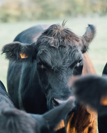 Bonne nouvelle : un nouvel arrivage de viande est prévu à partir du 26 juin.
Black Angus certifié bio, élevé en plein air dans notre pré-verger, nourri en autonomie fourragère. De la viande comme elle devrait toujours être.
Trois colis disponibles :
🥩 La Prairie Gourmande (BBQ) — 3 kg | 74€
2×500g cubes à brochettes · 1kg steaks · 1kg burgers pur bœuf
🥩 Le Colis Famille — 4 kg | 99€
1kg burgers · 1kg haché pur bœuf · 1kg rosbif · 1kg steaks
🥩 Le Master Angus (BBQ) — 4,5 kg | 145€
500g entrecôte · 1kg contrefilet · 1kg steaks · 1kg côte à l'os · 2×500g cubes à brochettes
Pièces à l'unité également disponibles : américains, entrecôtes, côtes à l'os…

Nos colis vous font économiser près de 5% sur la valeur totale des pièces, réduction valable aussi sur toute pièce supplémentaire commandée !

📦 Commande via le lien en bio
📍 Enlèvement dès le 26 juin à la Petite Ferme, Domaine de Graux (Entrée via Rue du Bois)