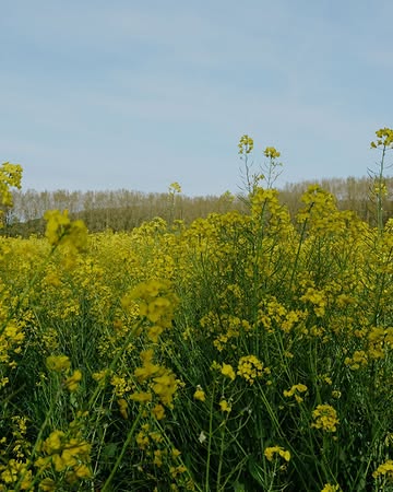 Aujourd'hui c'est la Journée Internationale de la Biodiversité. Le thème de cette année, « Agir localement pour un impact global », met en lumière le rôle des initiatives locales dans la préservation de la biodiversité mondiale.

Au Domaine de Graux, prendre soin du vivant fait partie de notre quotidien. C'est l'occasion de vous partager quelques-unes des actions concrètes que nous menons pour préserver et observer la biodiversité.

Des BeeOtels pour accueillir les abeilles sauvages et mesurer la santé de notre environnement
Des nichoirs pour les mésanges, rougegorges et chouettes, nos alliés naturels contre les ravageurs
Nos sols contiennent jusqu'à deux fois plus de matière organique que la moyenne…

Curieux·se d'en savoir plus ? Retrouvez l'ensemble de notre démarche dans l'article Lien en bio