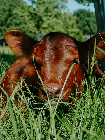 Nos belles Angus profitent pleinement de l’été. À l’ombre du verger, elles savourent leur foin frais et coulent des jours heureux. Et la meilleure nouvelle ? Quelques adorables nouveaux veaux viennent de rejoindre le troupeau ! Bienvenue dans la famille, les petits♥️