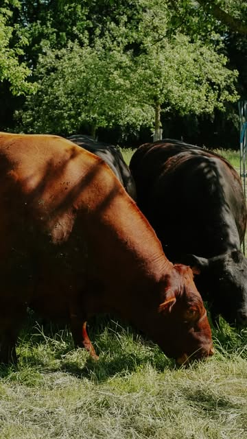 Summer at Domaine de Graux means round-the-clock care for the herd. Shade under the orchard-meadows, cool wallows for the pigs, showers for the donkeys, and even Sully taking a dip in the pond. Every animal has its own way of beating the heat.

And this season brings something new: the first calves from our bull Red have arrived, bringing fresh Red Angus genetics into the herd.

Astrid watches closely, adjusting as needed, making sure every animal has what it needs.

Read the full update on how we take care of our herd during the Summer months via the link in bio

#DomaineDeGraux #RedAngus #SummerOnTheFarm #AnimalWelfare #FarmLife