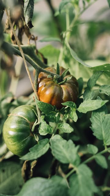 Where the seasons set the rhythm, and the soil comes first 🍅Justine & Armand tend our market garden throughout the year, growing organic vegetables with care for the land and everything that lives within it.
#agroecology #agricultureregenerative #sustainablefarming #organicmarketgarden #soilhealth