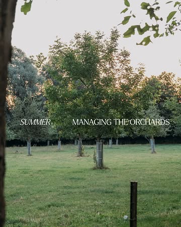 As summer slowly comes to an end, so does our Summer Series. And what better way to close it than in the orchard? 🍎
Over the years, we and our partners have come to know our orchards better and better. That growing knowledge allows us to fine-tune everything from maintenance to harvest, working with the rhythms of the trees, the herd and the seasons.

#organicorchard #agroecology #regenerativefarming #domainedegraux #orchardmanagement