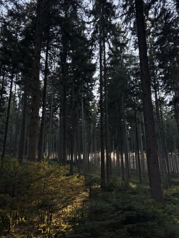 Nos inspirations naissent aussi dans nos bois et nos forêts. 🌲