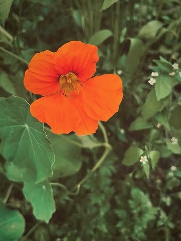 PRIMAVERA 🧡 visual poetry & blooming new website #wildfarming #permaculture #foodforestry #regenerativefarming 🌞 harvest @mondedesmillecouleurs 📷 design @elvire_delanote