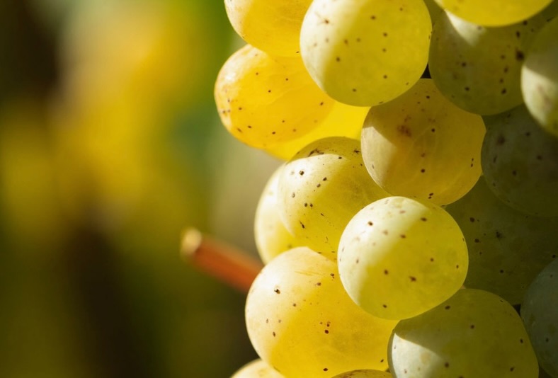 Kleurrijk, smaakvol en gesuikerd, 2026 was 🔝

De herfst is in het land en na de pluk van de druiven met de daarbijhorende jaarlijkse oogstfeesten werden deze week ook de kweeperen, eerste noten en rozenbottels verwerkt, delicatessen in ons menu 🍂

Helemaal klaar zijn we nog niet!😉

Weldra meer 🙌