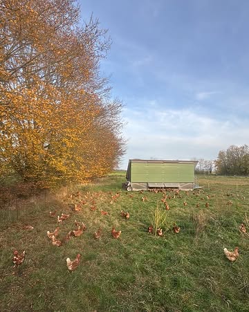 Tous les œufs pondus du jours sont vendu chaque jours

Les poules se portent très bien … Et nous aussi !

Merci 🫶 🥚