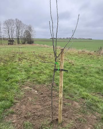 🆕 🍎 🍏

Quelques pommiers ont été plantés dans la prairie derrière la ferme où le poulailler est installé 🤩

Ceux-ci serviront à faire de l’ombre aux poules durant les journées plus chaudes ainsi que de nous faire du bon jus de pomme ☀️ 🥤