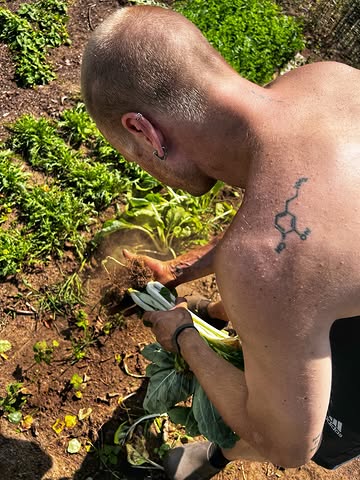 We’re getting more radical by the day.

Grown by us.
Harvested by us.
Fermented by us.

This pak choi is becoming kimchi. 🥬
What we don’t use goes straight back to the compost.

That compost feeds the soil.
The soil feeds the next crop.
The next crop feeds you.
⚡️